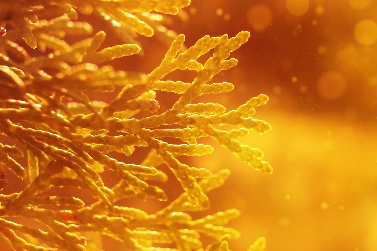 비트코인캐시, 미래를 밝히는 투자 기회는?