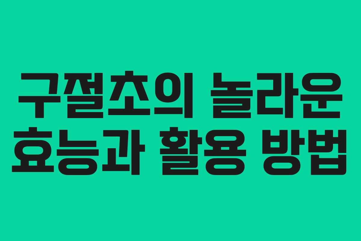 구절초의 놀라운 효능과 활용 방법 구절초의 놀라운 효능과 활용 방법