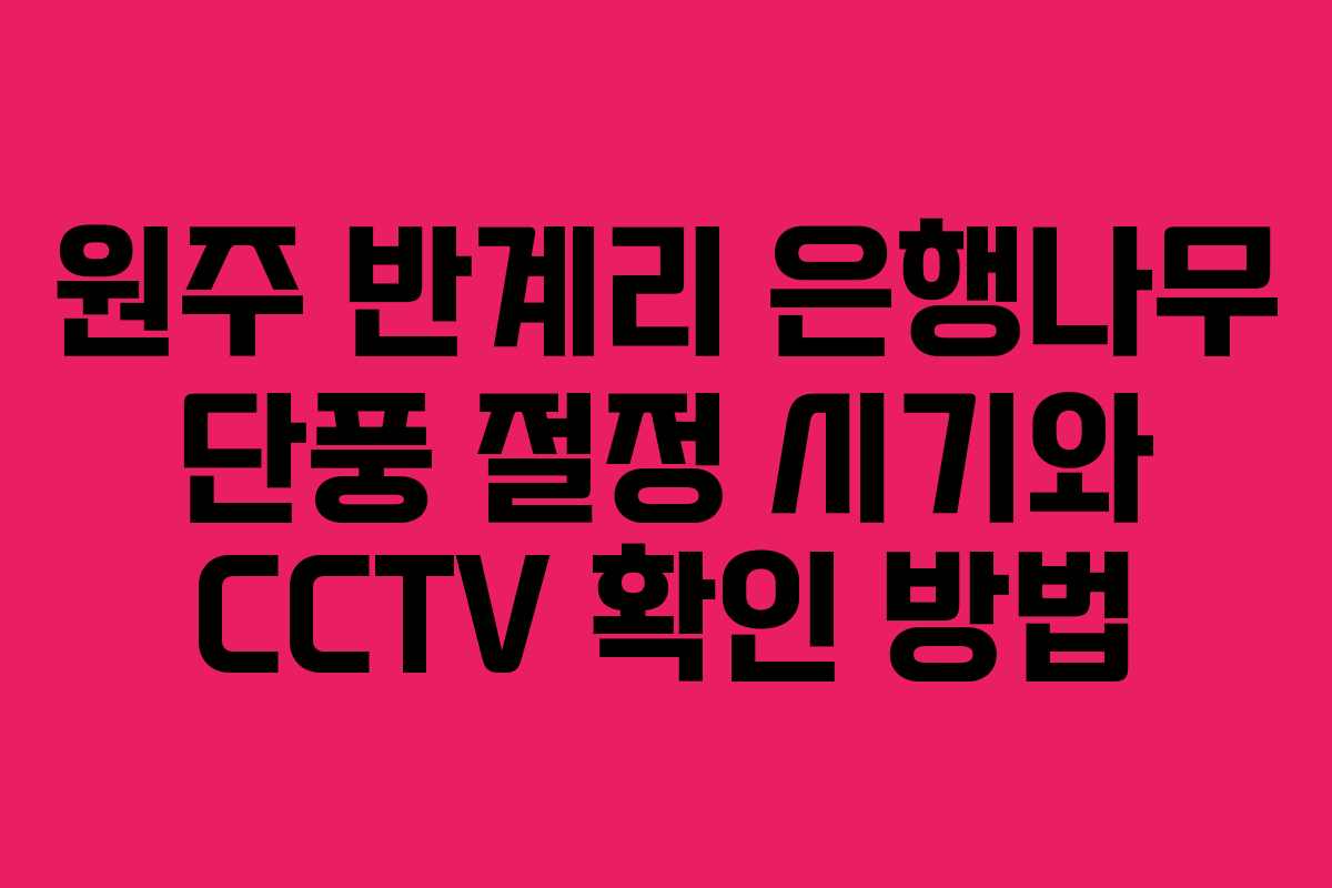원주 반계리 은행나무 단풍 절정 시기와 CCTV 확인 방법