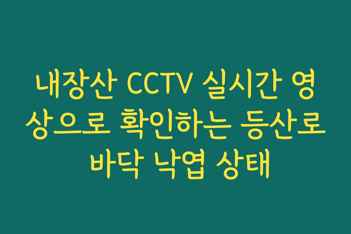 내장산 CCTV 실시간 영상으로 확인하는 등산로 바닥 낙엽 상태