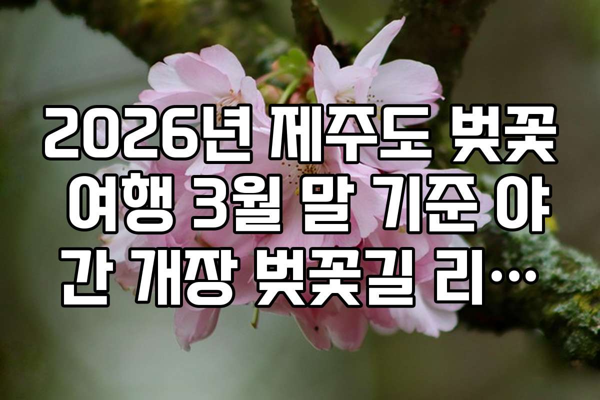2026년 제주도 벚꽃 여행 3월 말 기준 야간 개장 벚꽃길 리스트