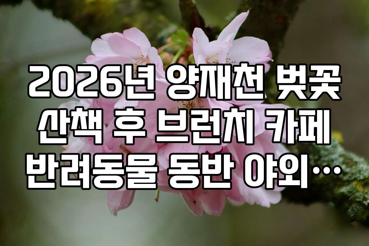 2026년 양재천 벚꽃 산책 후 브런치 카페 반려동물 동반 야외 테라스