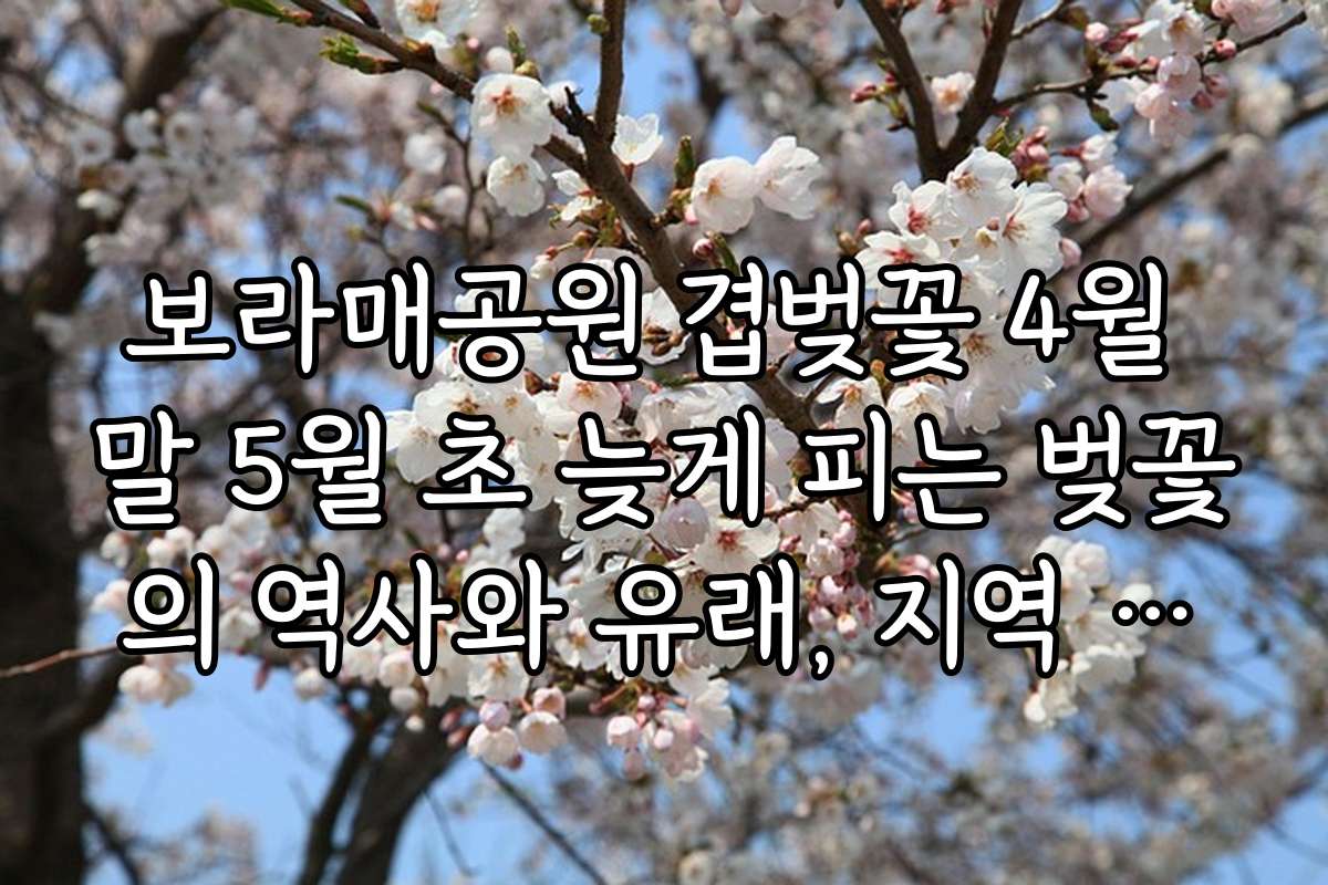 보라매공원 겹벚꽃 4월 말 5월 초 늦게 피는 벚꽃의 역사와 유래, 지역 문화와 연계된 특별 이야기