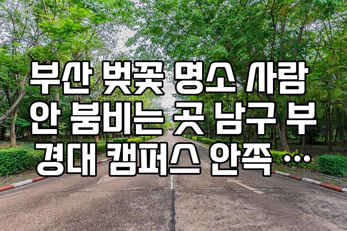 부산 벚꽃 명소 사람 안 붐비는 곳 남구 부경대 캠퍼스 안쪽 산책로