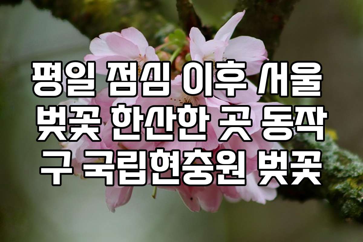 평일 점심 이후 서울 벚꽃 한산한 곳 동작구 국립현충원 벚꽃
