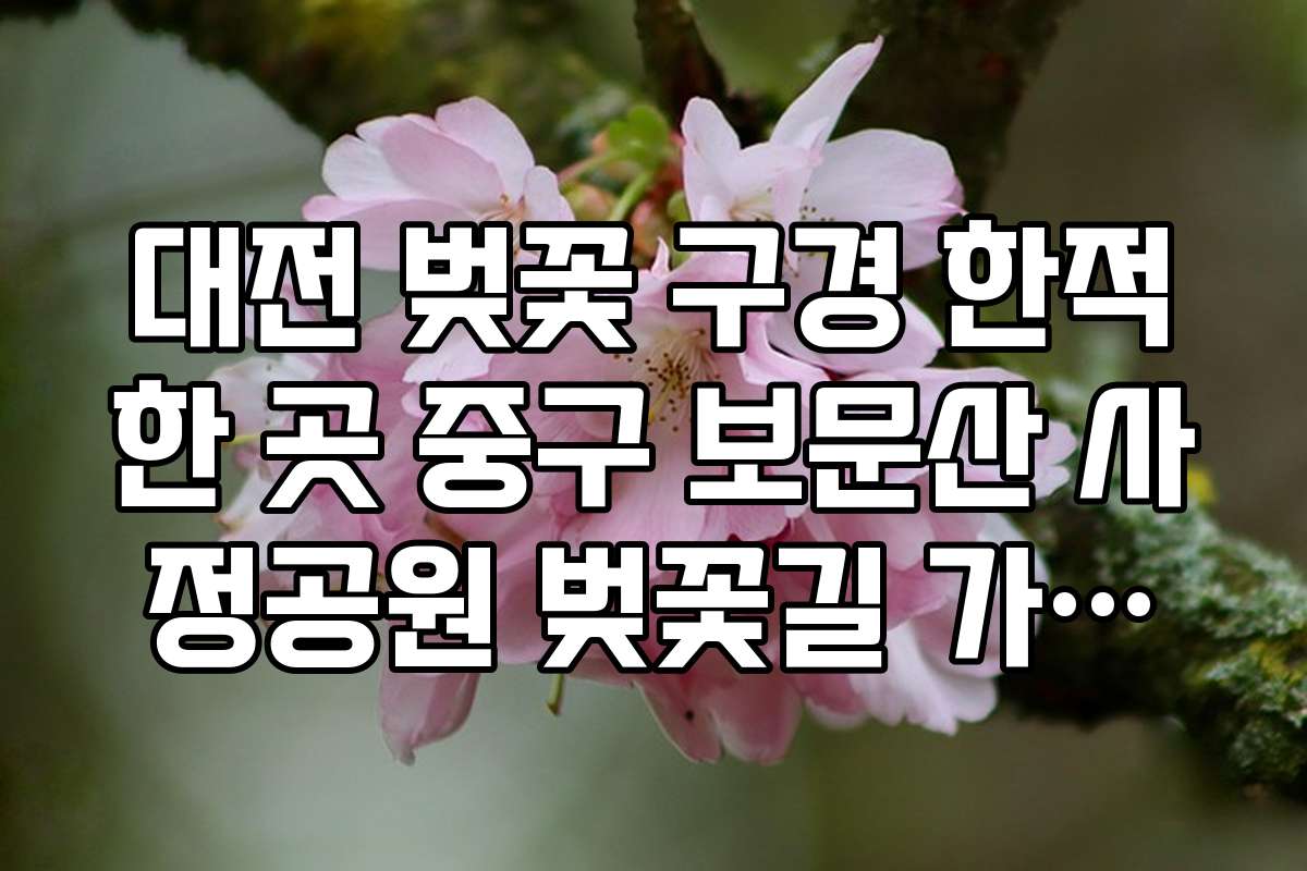 대전 벚꽃 구경 한적한 곳 중구 보문산 사정공원 벚꽃길 가이드