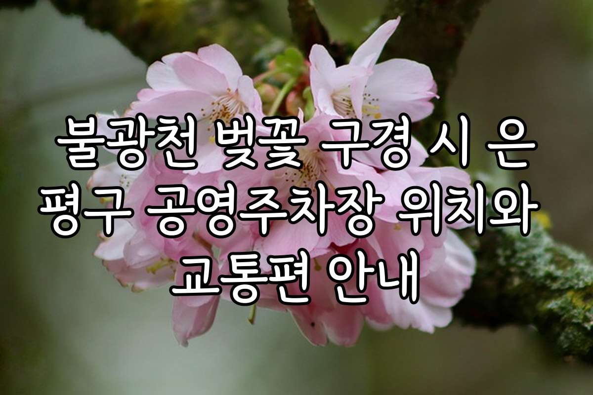 불광천 벚꽃 구경 시 은평구 공영주차장 위치와 교통편 안내