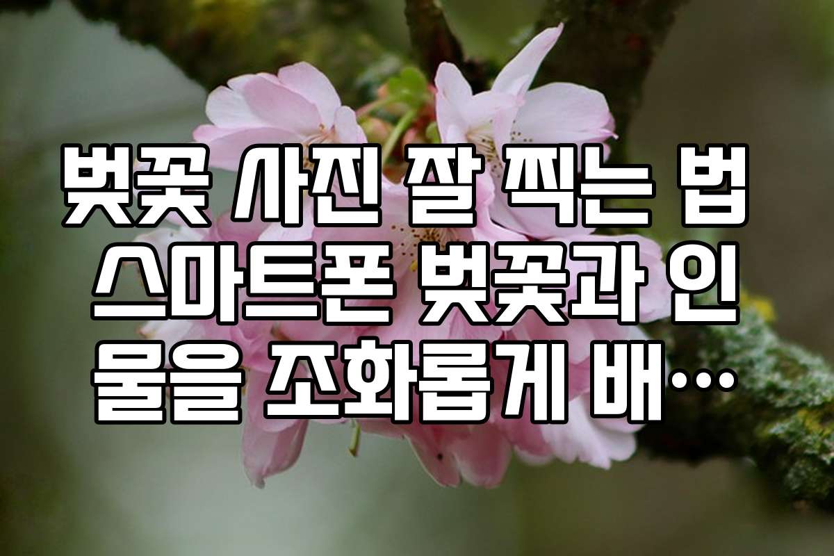 벚꽃 사진 잘 찍는 법 스마트폰 벚꽃과 인물을 조화롭게 배치하는 법칙