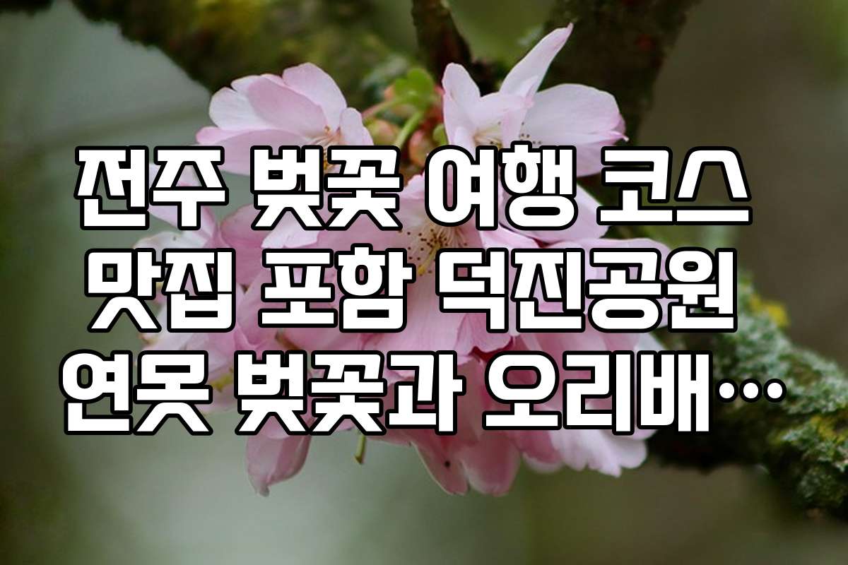 전주 벚꽃 여행 코스 맛집 포함 덕진공원 연못 벚꽃과 오리배 체험