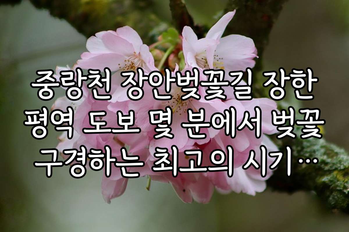 중랑천 장안벚꽃길 장한평역 도보 몇 분에서 벚꽃 구경하는 최고의 시기와 추천 일정