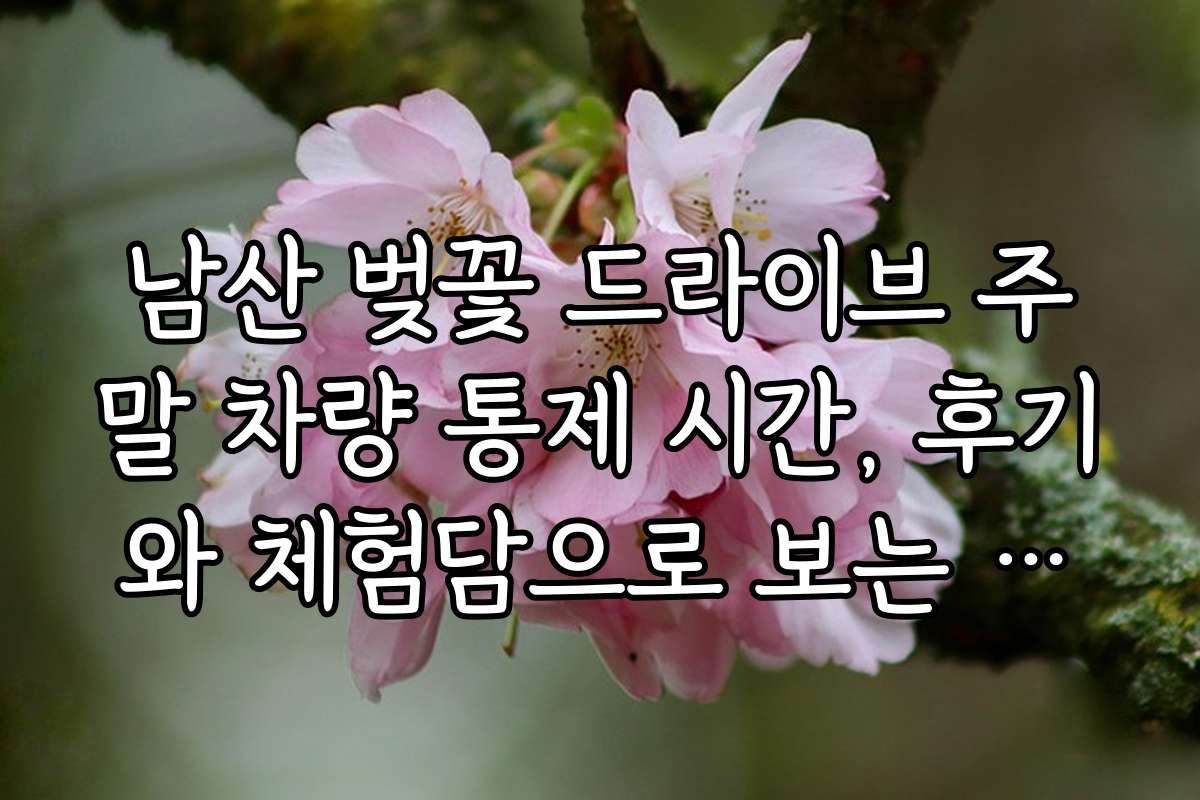 남산 벚꽃 드라이브 주말 차량 통제 시간, 후기와 체험담으로 보는 실전 팁