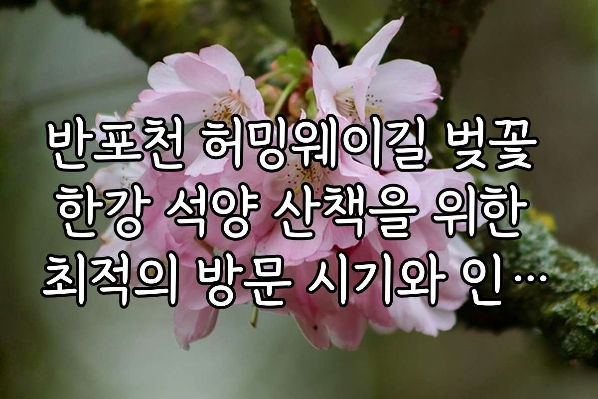 반포천 허밍웨이길 벚꽃 한강 석양 산책을 위한 최적의 방문 시기와 인기 시간대를 알려드립니다