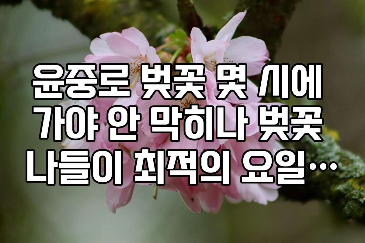 윤중로 벚꽃 몇 시에 가야 안 막히나 벚꽃 나들이 최적의 요일 추천
