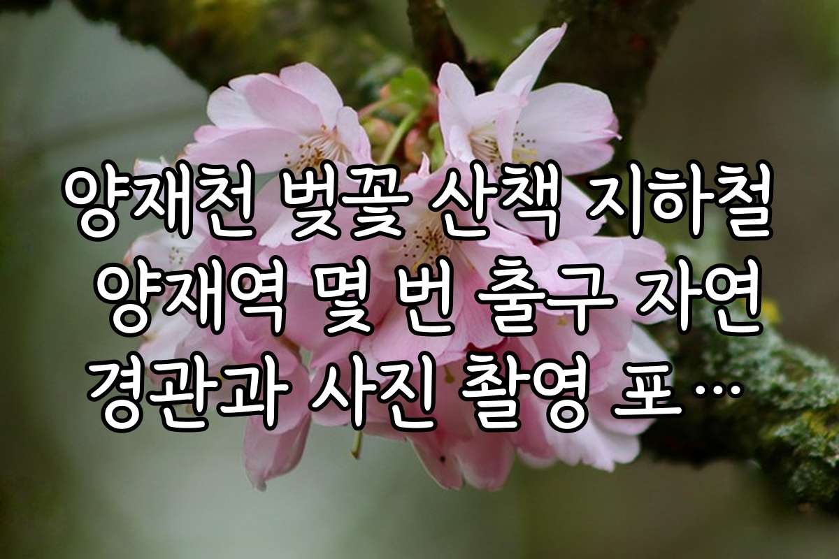양재천 벚꽃 산책 지하철 양재역 몇 번 출구 자연경관과 사진 촬영 포인트