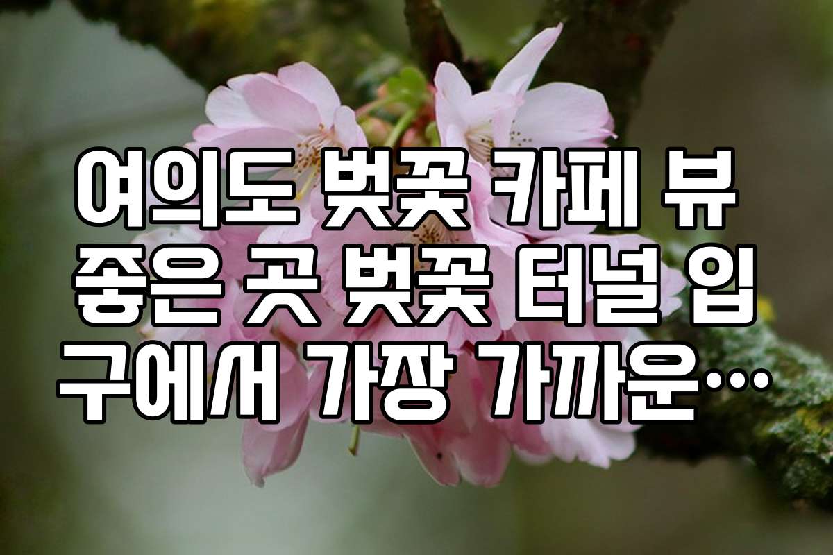 여의도 벚꽃 카페 뷰 좋은 곳 벚꽃 터널 입구에서 가장 가까운 카페