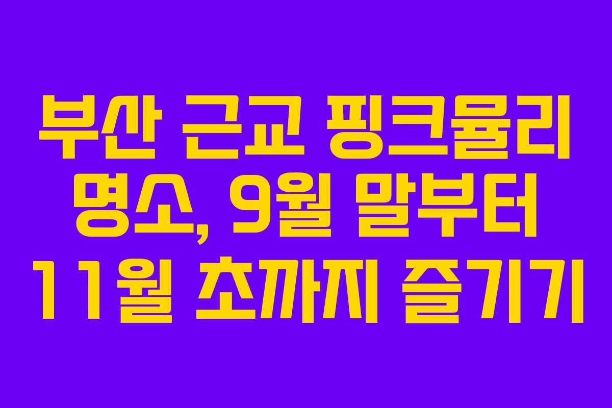 부산 근교 핑크뮬리 명소, 9월 말부터 11월 초까지 즐기기