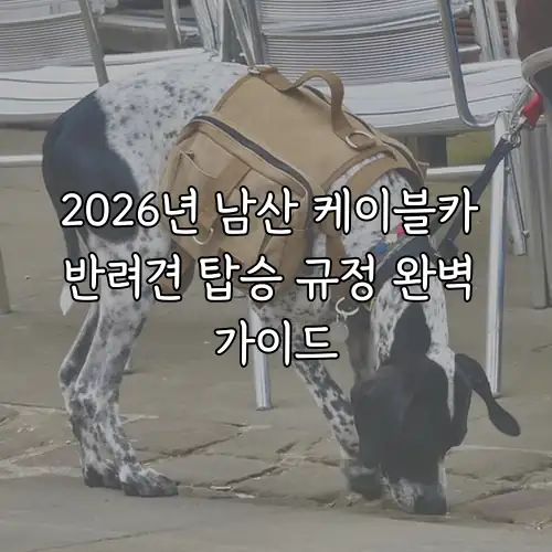 2026년 남산 케이블카 반려견 탑승 규정 완벽 가이드