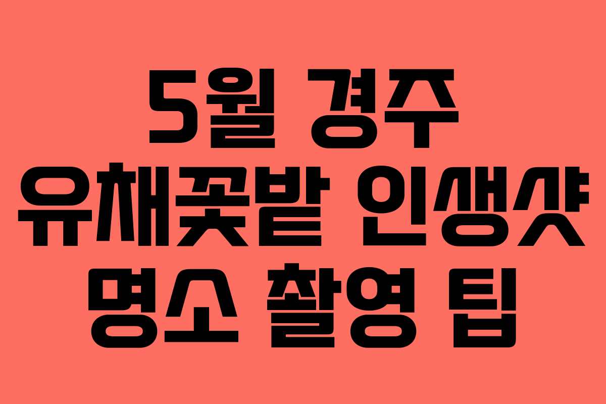 5월 경주 유채꽃밭 인생샷 명소 촬영 팁