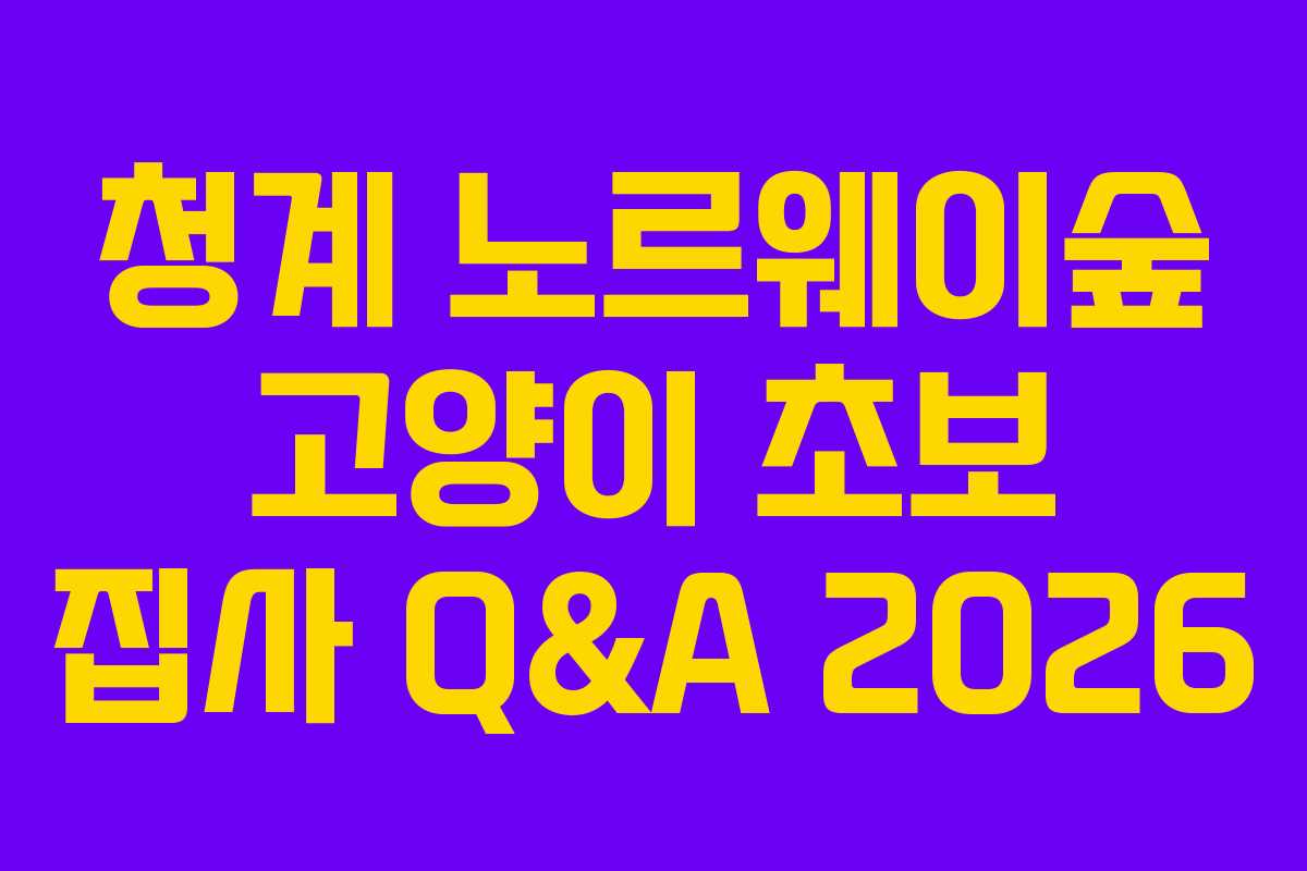 청계 노르웨이숲 고양이 초보 집사 Q&A 2026